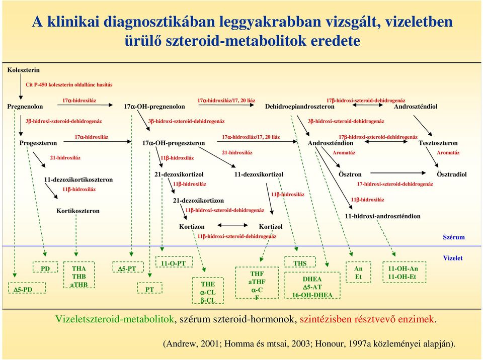 Progeszteron 17α-hidroxiláz 17α-OH-progeszteron 17α-hidroxiláz/17, 20 liáz 17β-hidroxi-szteroid-dehidrogenáz Androszténdion Tesztoszteron 21-hidroxiláz 21-hidroxiláz Aromatáz Aromatáz