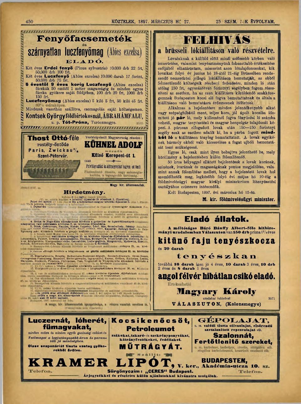 6 évestől 9 éves korig Luczfenyő (Abies excelsa) fácskák 50 cmttől 1 méter magasságig és minden egyes ( fácska gyökere saját földjében, 100 drb 20 frt, 1000 drb k 150 frt.