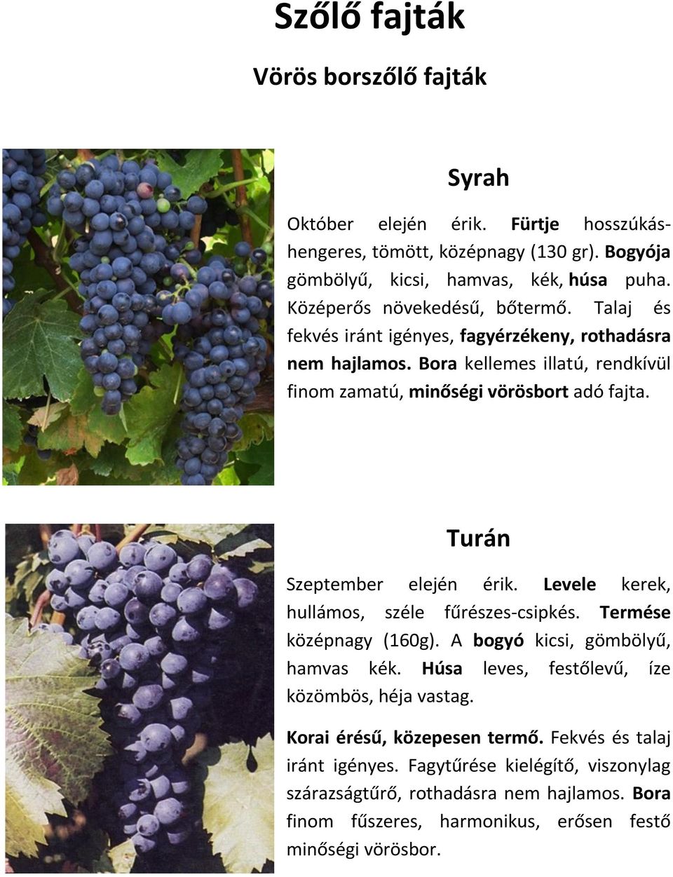 Turán Szeptember elején érik. Levele kerek, hullámos, széle fűrészes-csipkés. Termése középnagy (160g). A bogyó kicsi, gömbölyű, hamvas kék.