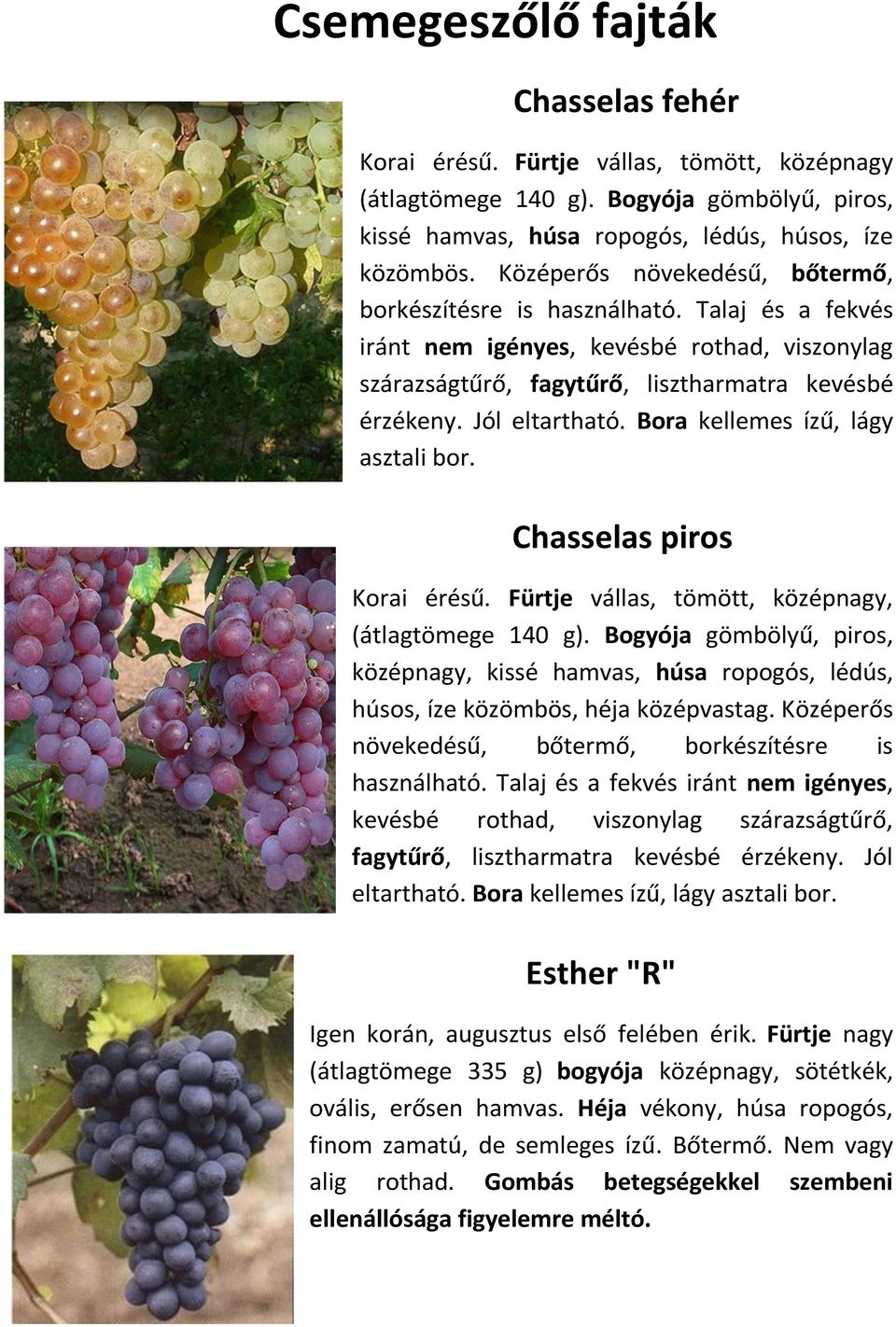 Bora kellemes ízű, lágy asztali bor. Chasselas piros Korai érésű. Fürtje vállas, tömött, középnagy, (átlagtömege 140 g).