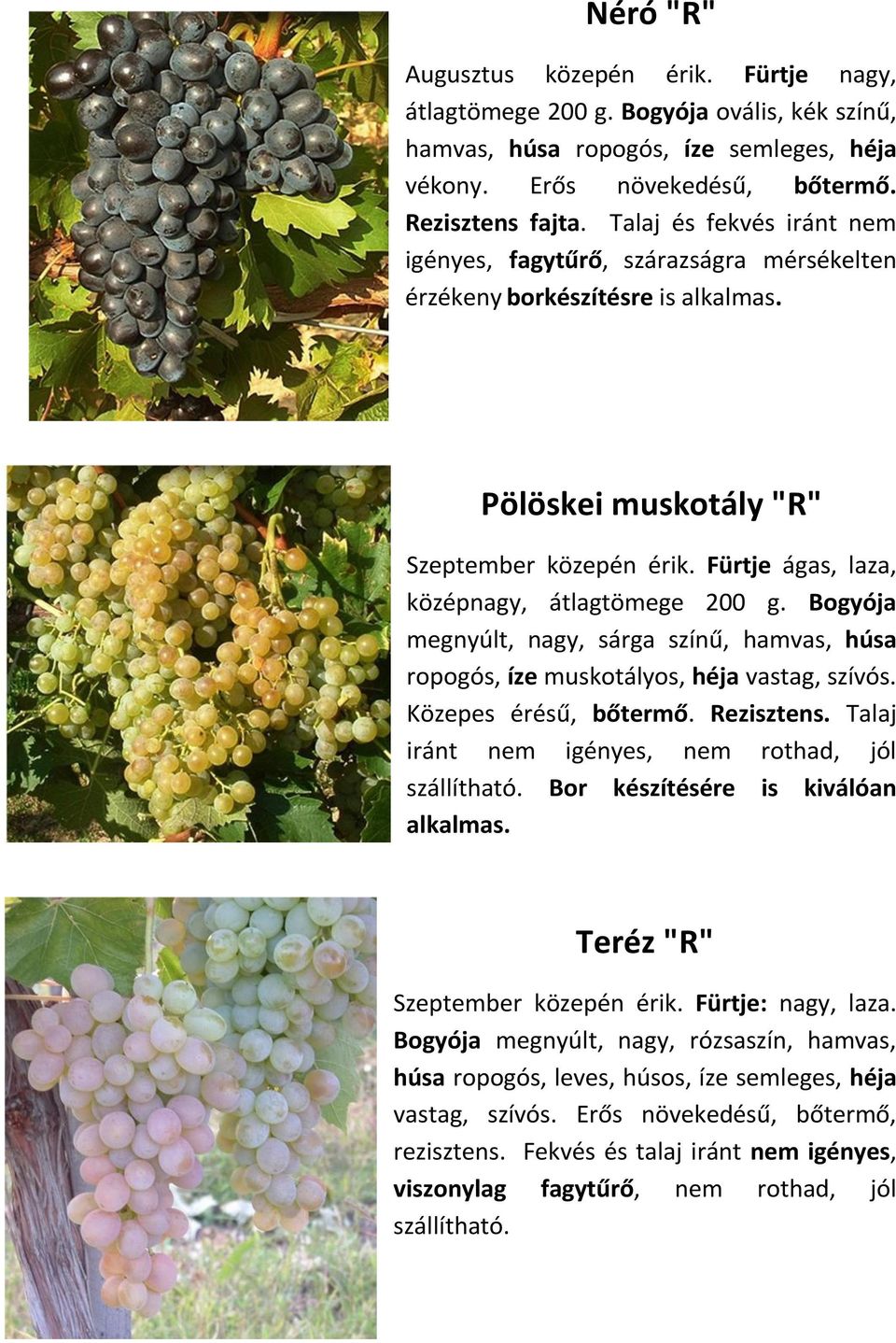 Fürtje ágas, laza, középnagy, átlagtömege 200 g. Bogyója megnyúlt, nagy, sárga színű, hamvas, húsa ropogós, íze muskotályos, héja vastag, szívós. Közepes érésű, bőtermő. Rezisztens.