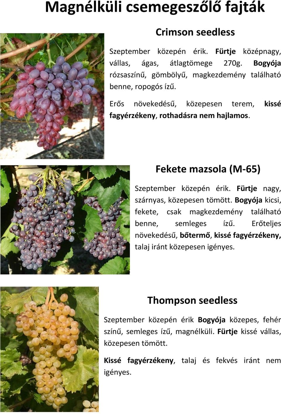Fekete mazsola (M-65) Szeptember közepén érik. Fürtje nagy, szárnyas, közepesen tömött. Bogyója kicsi, fekete, csak magkezdemény található benne, semleges ízű.