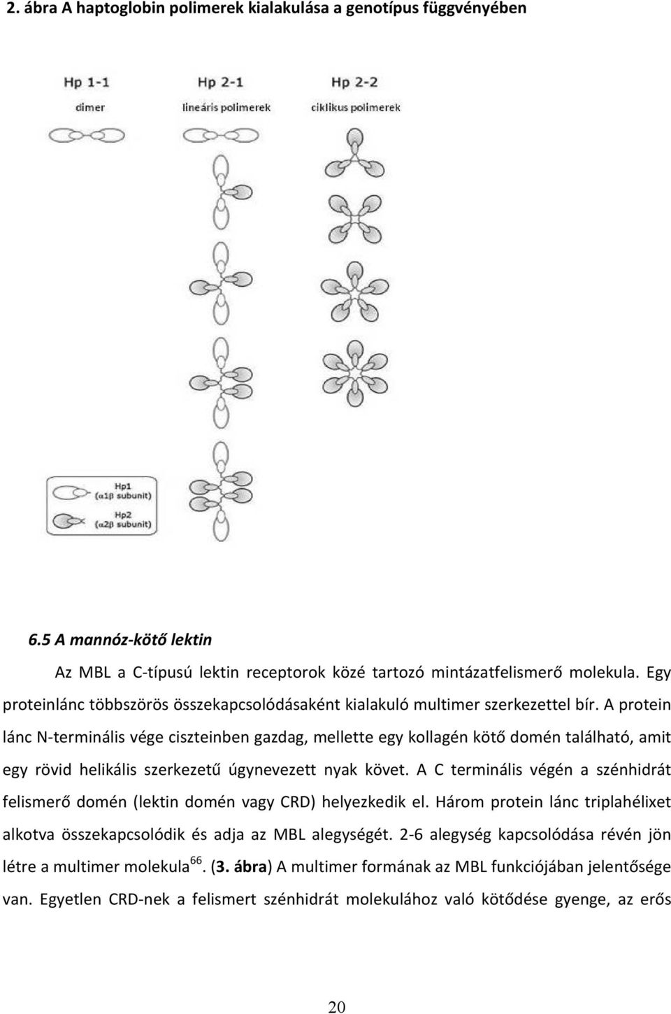 A protein lánc N-terminális vége ciszteinben gazdag, mellette egy kollagén kötő domén található, amit egy rövid helikális szerkezetű úgynevezett nyak követ.