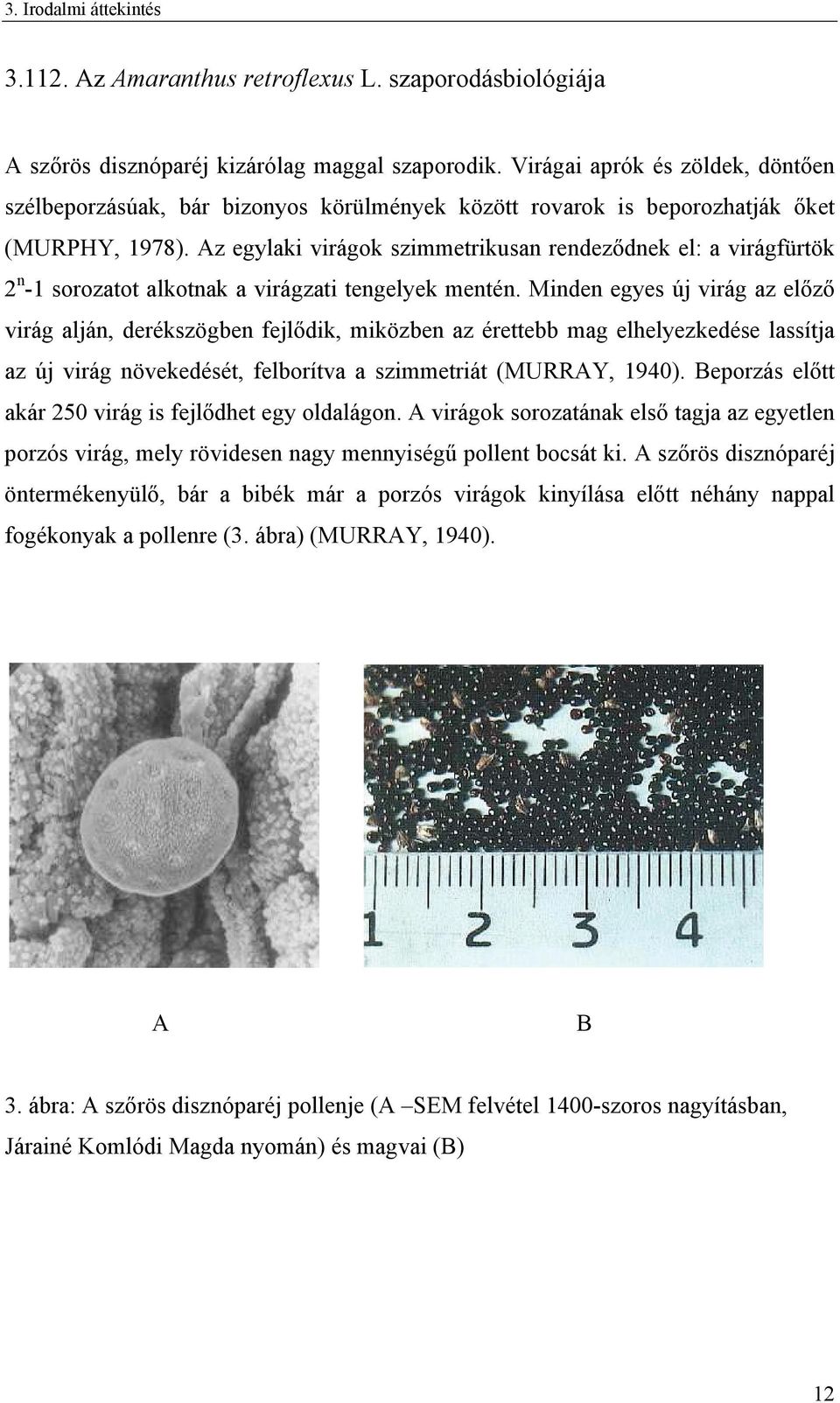 Az egylaki virágok szimmetrikusan rendeződnek el: a virágfürtök 2 n -1 sorozatot alkotnak a virágzati tengelyek mentén.