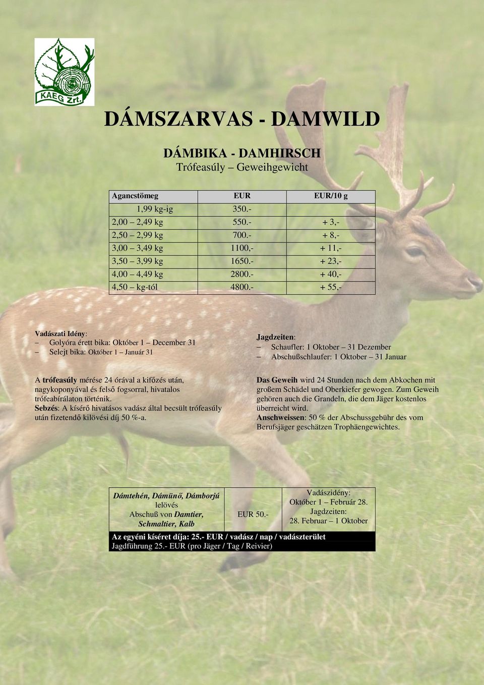 - + 55,- Vadászati Idény: Golyóra érett bika: Október 1 December 31 Selejt bika: Október 1 Január 31 A trófeasúly mérése 24 órával a kifızés után, nagykoponyával és felsı fogsorral, hivatalos