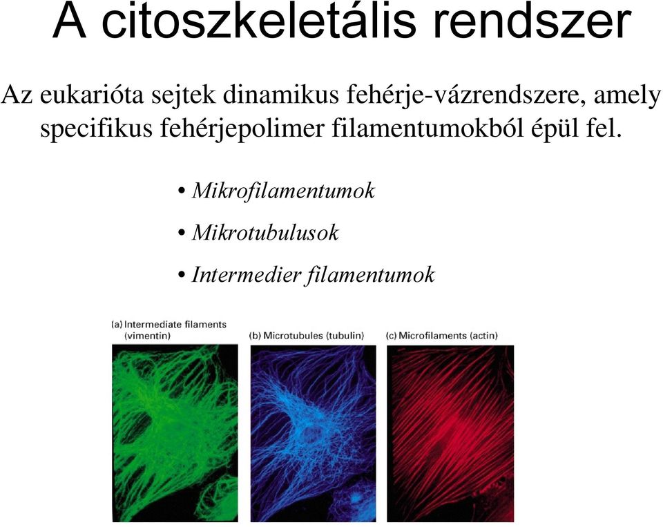 fehérjepolimer filamentumokból épül fel.