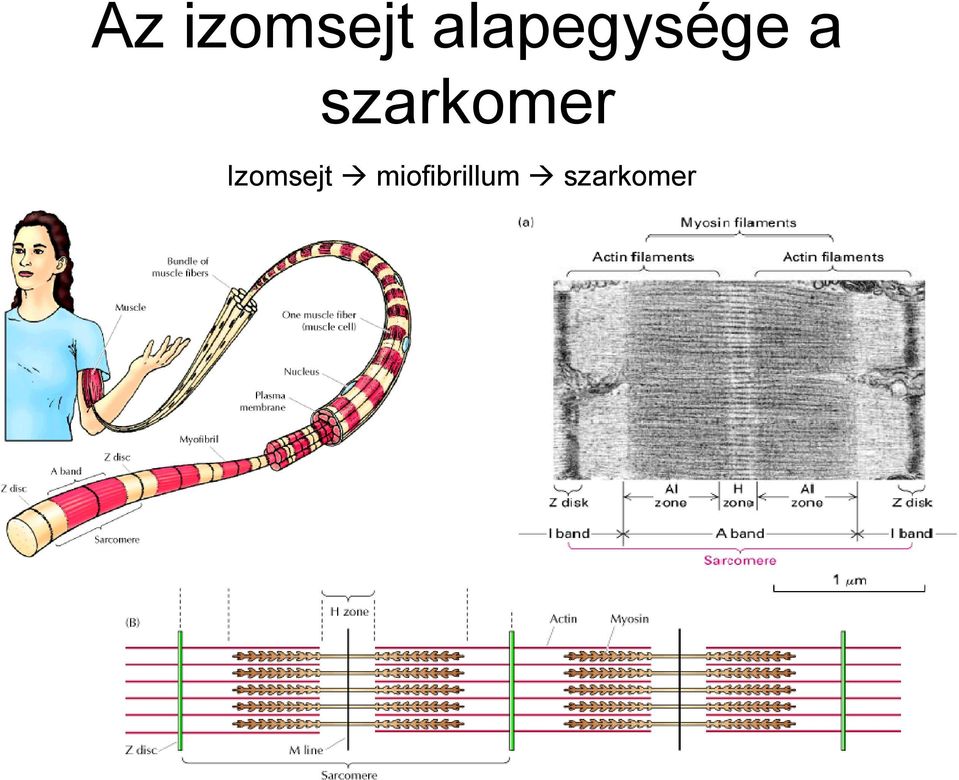 szarkomer