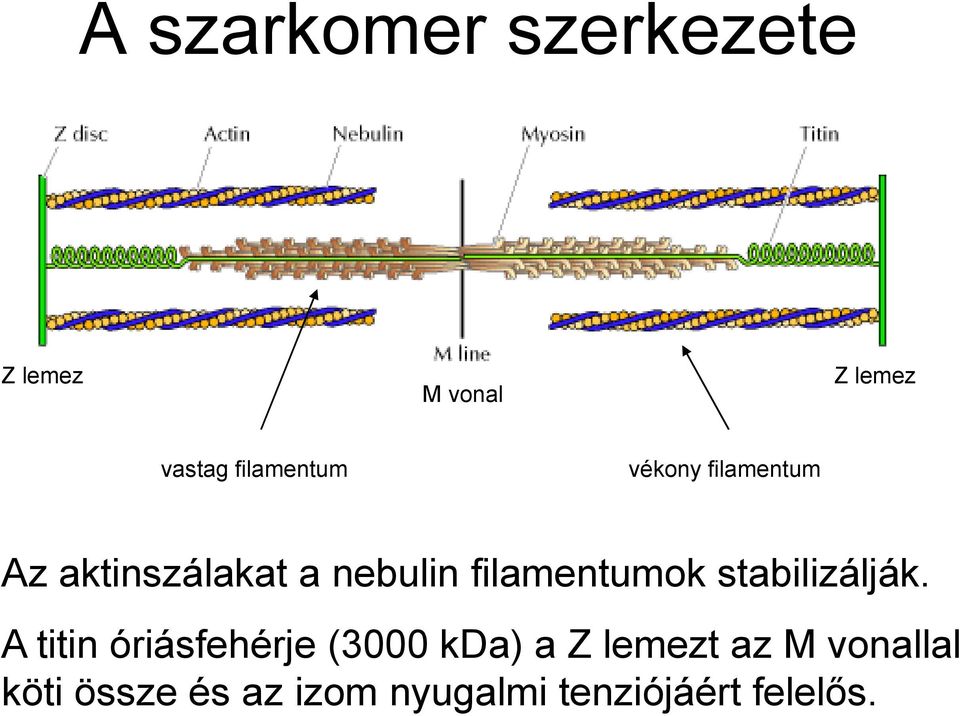 filamentumok stabilizálják.