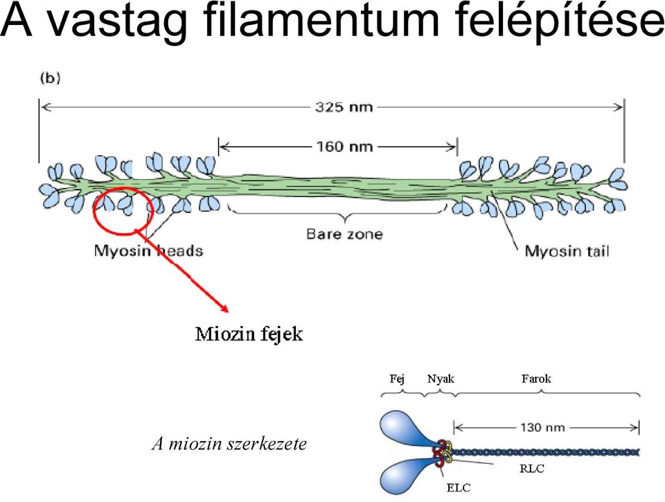 felépítése A