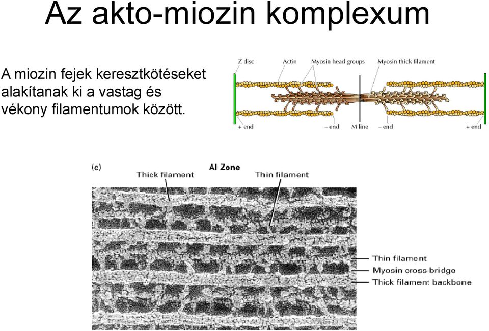 A citoszkeletális rendszer - PDF Ingyenes letöltés