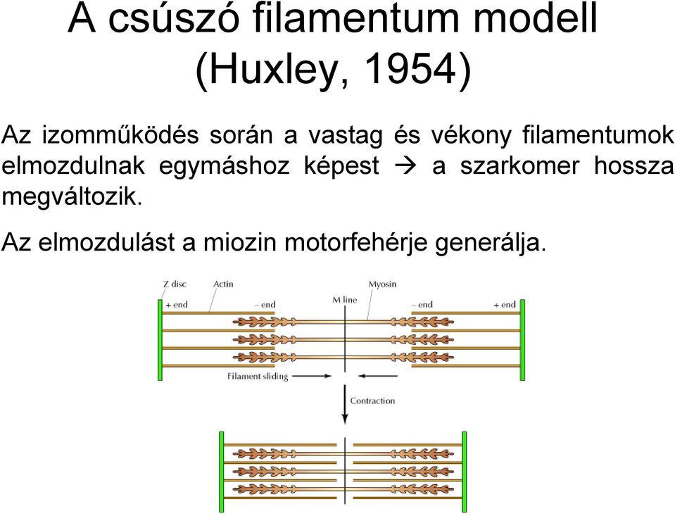 elmozdulnak egymáshoz képest a szarkomer hossza