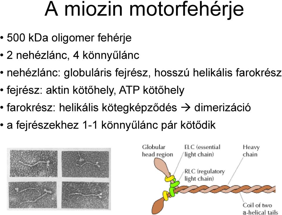 farokrész fejrész: aktin kötőhely, ATP kötőhely farokrész: