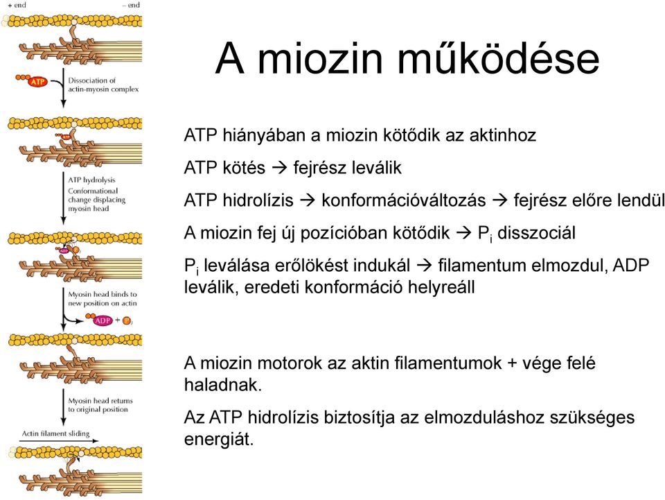 erőlökést indukál filamentum elmozdul, ADP leválik, eredeti konformáció helyreáll A miozin motorok az