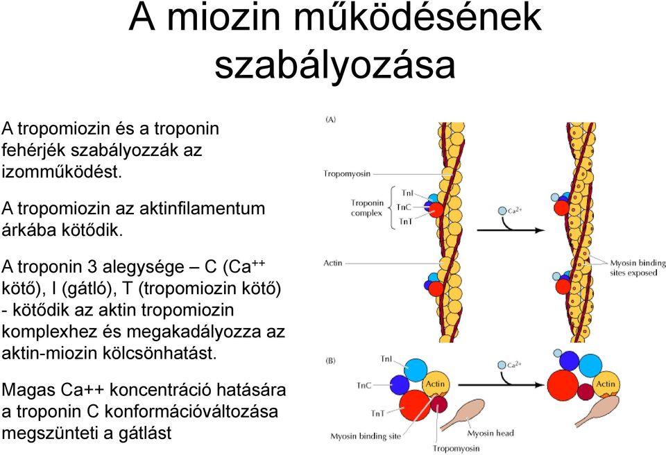 A troponin 3 alegysége C (Ca ++ kötő), I (gátló), T (tropomiozin kötő) -kötődik az aktin