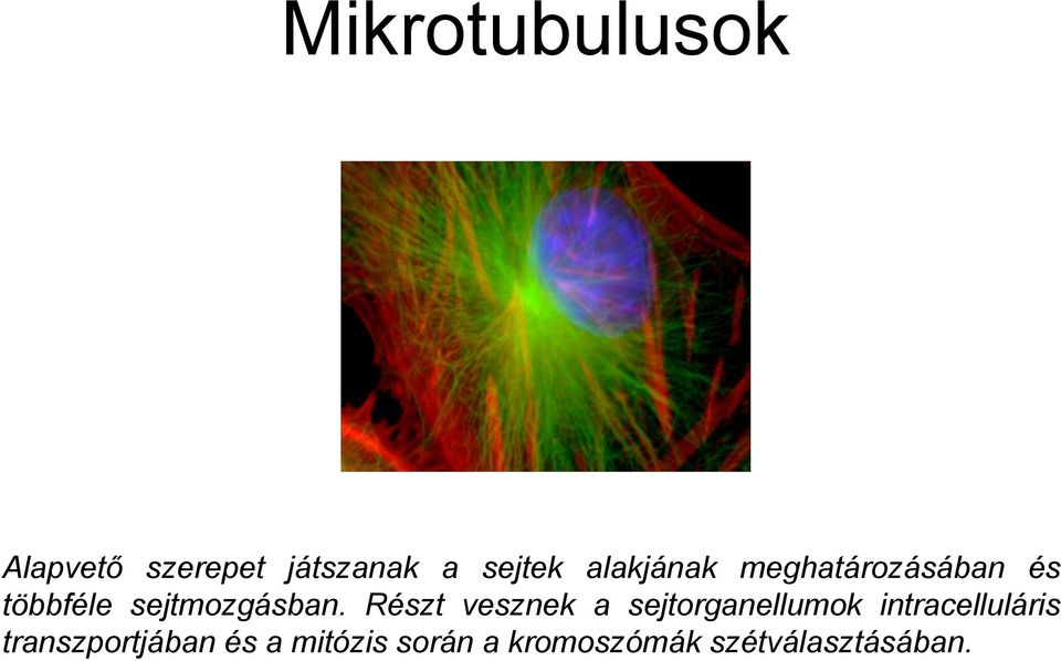 Részt vesznek a sejtorganellumok intracelluláris
