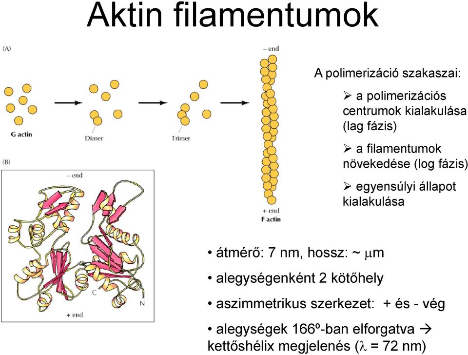 állapot kialakulása átmérő: 7 nm, hossz: ~ μm alegységenként 2 kötőhely