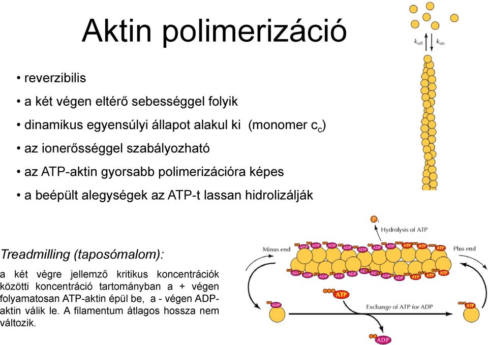 ATP-t lassan hidrolizálják Treadmilling (taposómalom): a két végre jellemző kritikus koncentrációk közötti