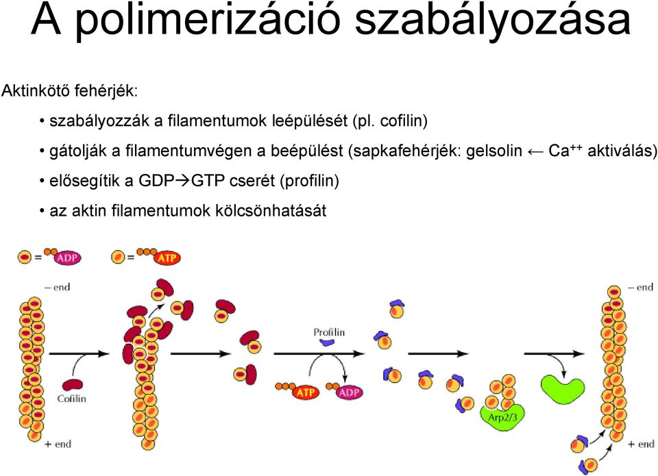 cofilin) gátolják a filamentumvégen a beépülést (sapkafehérjék: