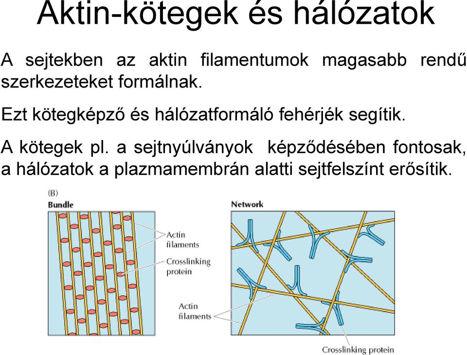 Ezt kötegképző és hálózatformáló fehérjék segítik. A kötegek pl.