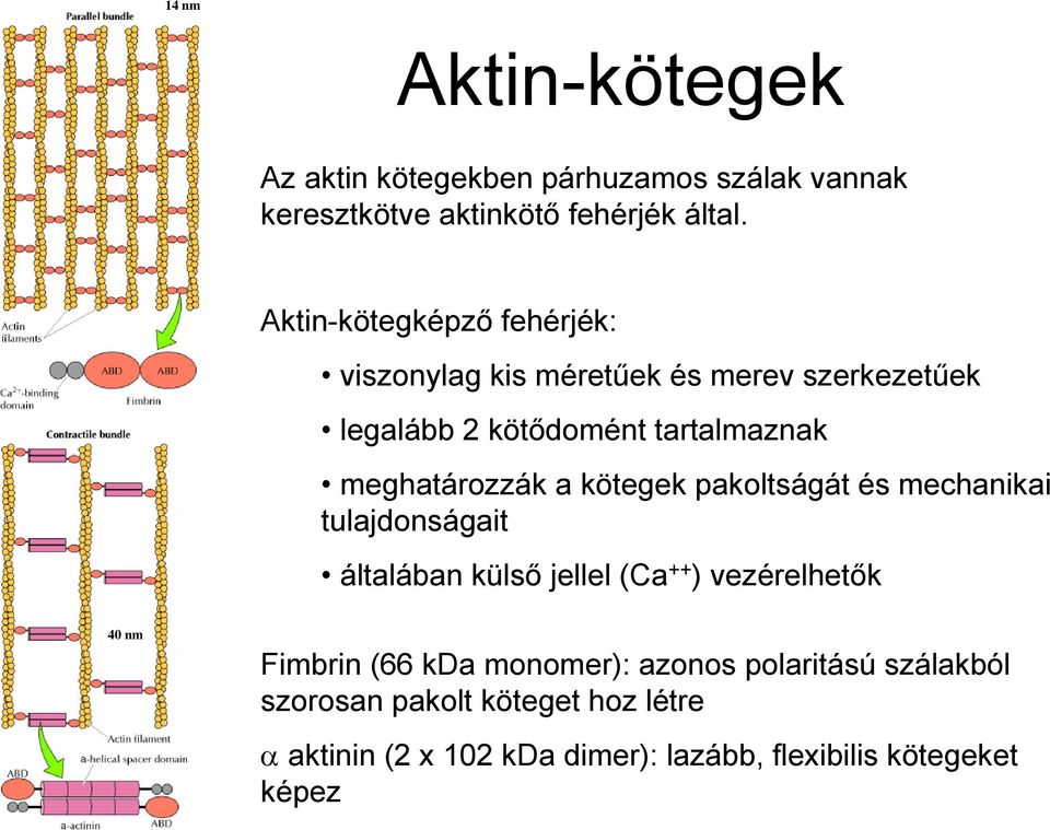 meghatározzák a kötegek pakoltságát és mechanikai tulajdonságait általában külső jellel (Ca ++ ) vezérelhetők 40 nm