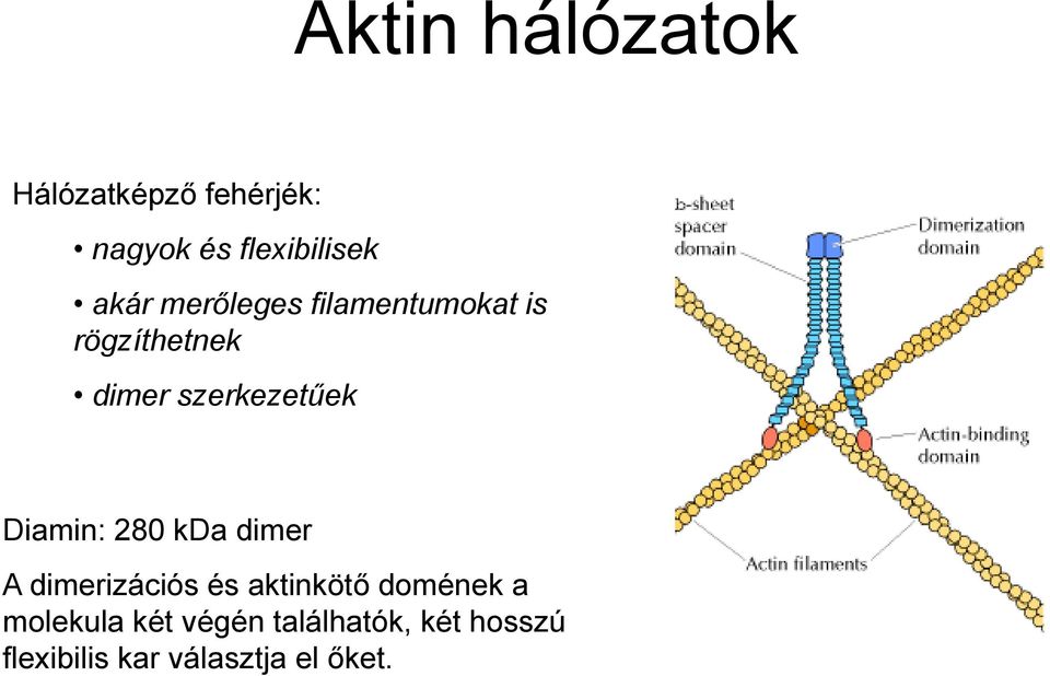 Diamin: 280 kda dimer A dimerizációs és aktinkötő domének a