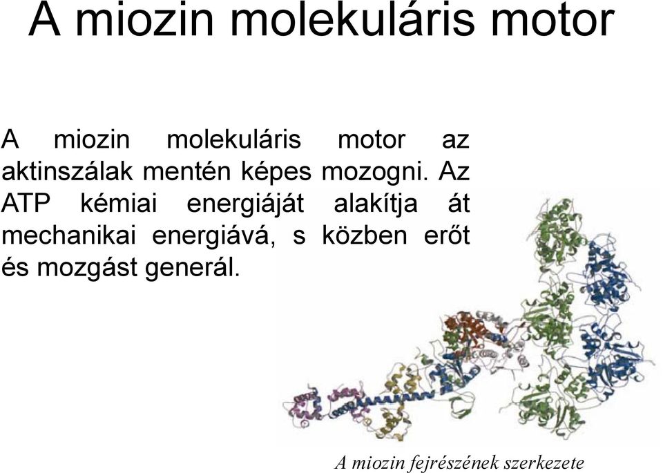 Az ATP kémiai energiáját alakítja át mechanikai