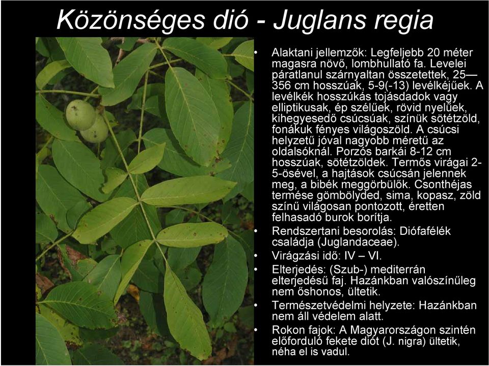 Porzós barkái 8-12 cm hosszúak, sötétzöldek. Termős virágai 2-5-ösével, a hajtások csúcsán jelennek meg, a bibék meggörbülők.