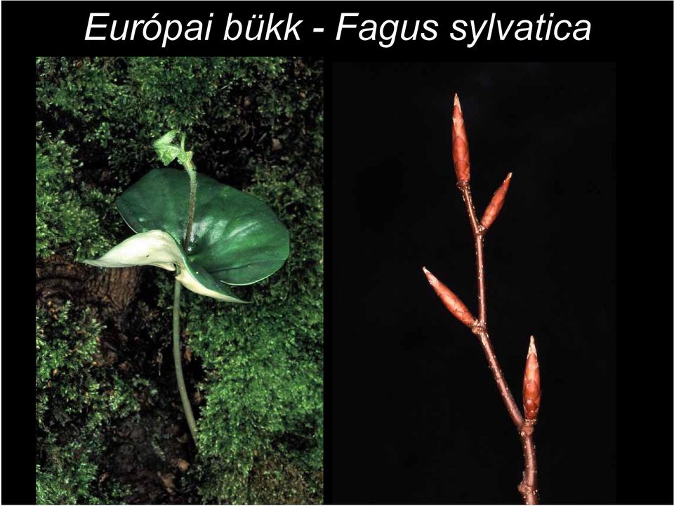 Fagus