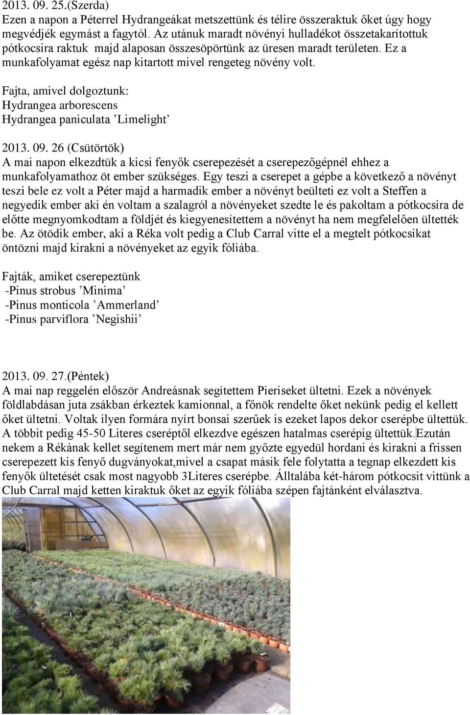 Fajta, amivel dolgoztunk: Hydrangea arborescens Hydrangea paniculata Limelight 2013. 09.