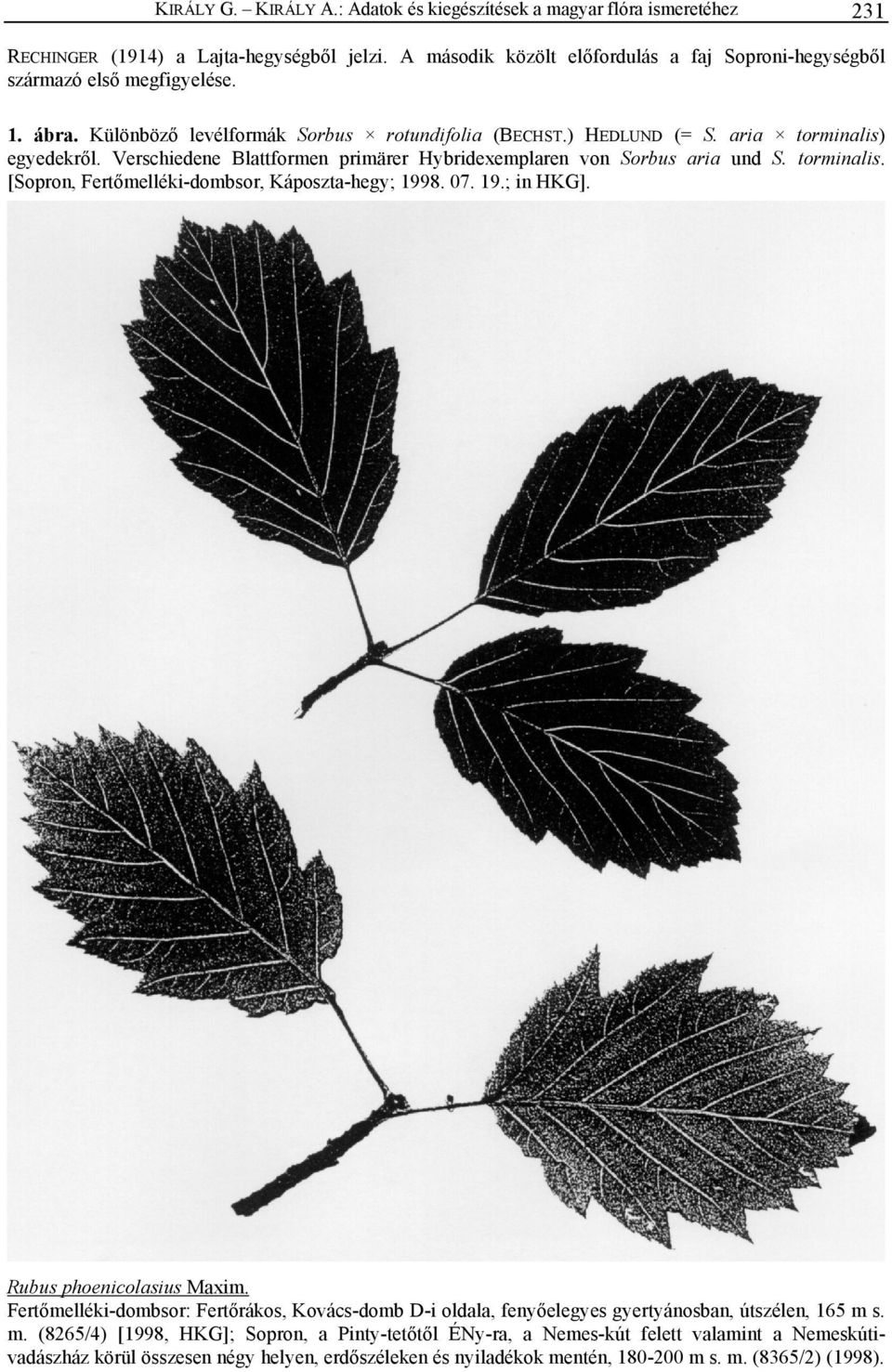 Verschiedene Blattformen primärer Hybridexemplaren von Sorbus aria und S. torminalis. [Sopron, Fertőmelléki-dombsor, Káposzta-hegy; 1998. 07. 19.; in HKG]. Rubus phoenicolasius Maxim.
