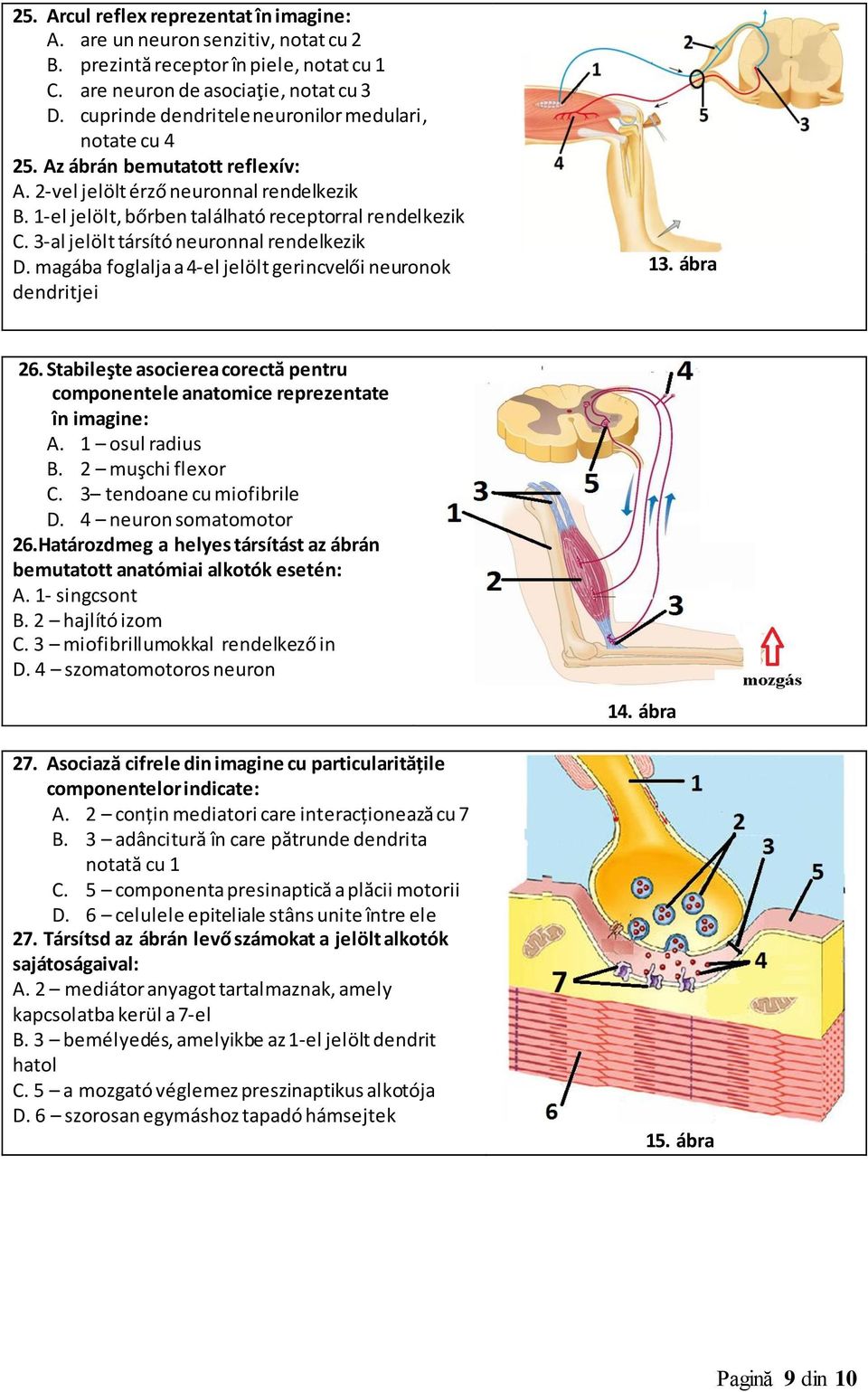 3-al jelölt társító neuronnal rendelkezik D. magába foglalja a 4-el jelölt gerincvelői neuronok dendritjei 13. ábra 26.