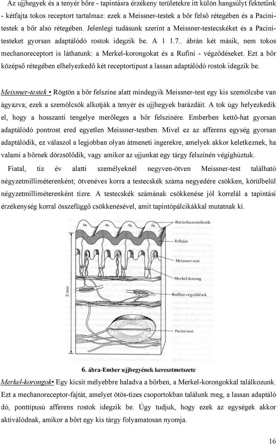. ábrán két másik, nem tokos mechanoreceptort is láthatunk: a Merkel-korongokat és a Rufini - végződéseket.