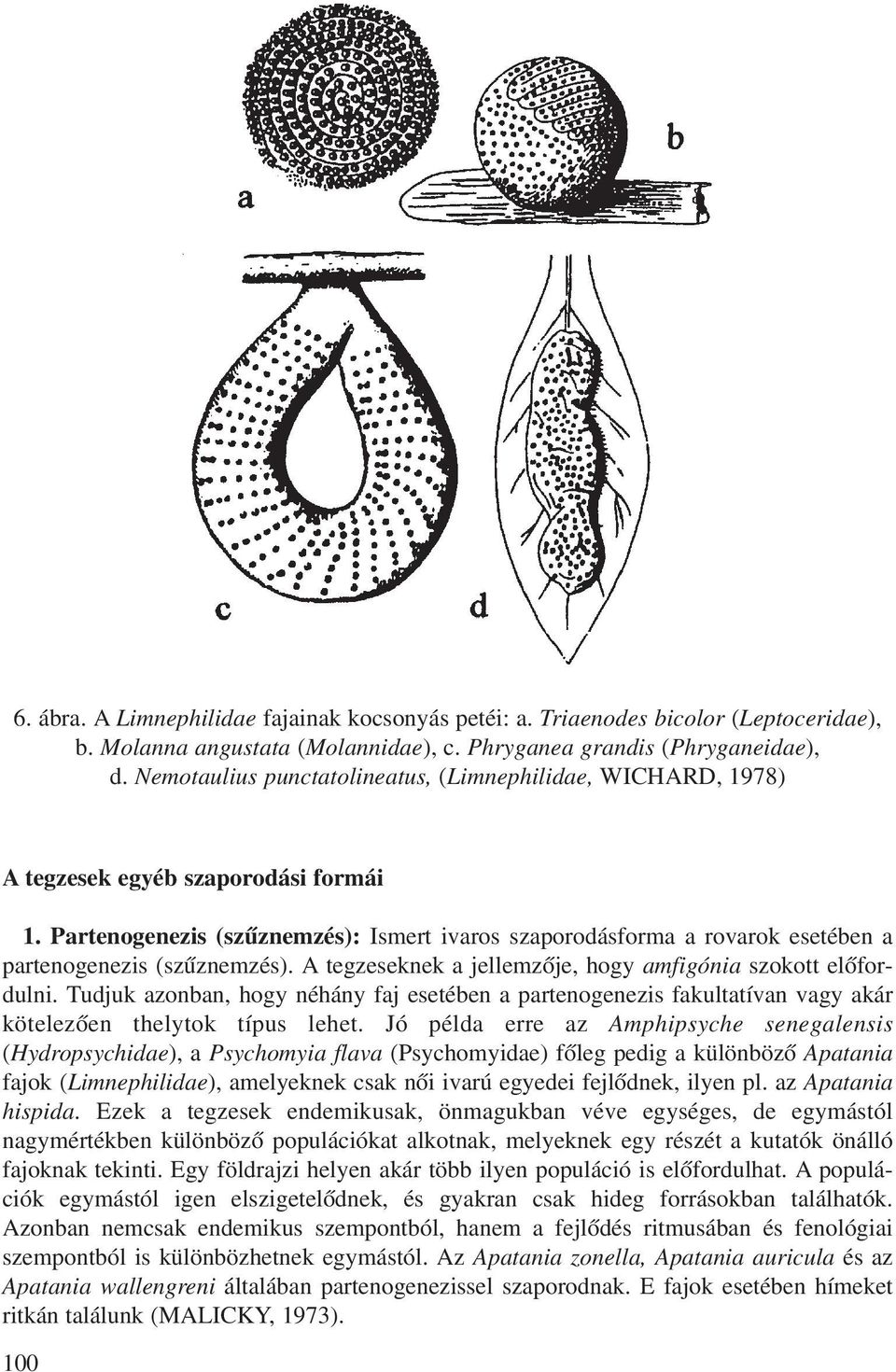 Partenogenezis (szûznemzés): Ismert ivaros szaporodásforma a rovarok esetében a partenogenezis (szûznemzés). A tegzeseknek a jellemzõje, hogy amfigónia szokott elõfordulni.