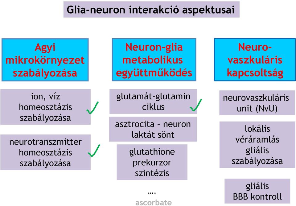 homeosztázis szabályozása glutamát-glutamin ciklus asztrocita neuron laktát sönt glutathione