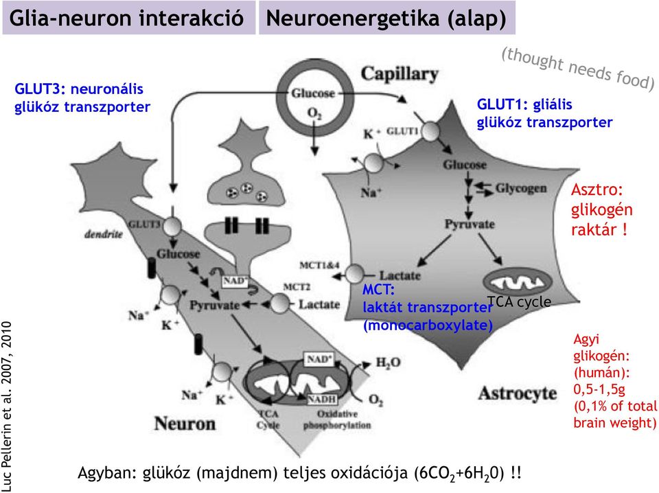 transzporter GLUT1: gliális glükóz transzporter Asztro: glikogén raktár!