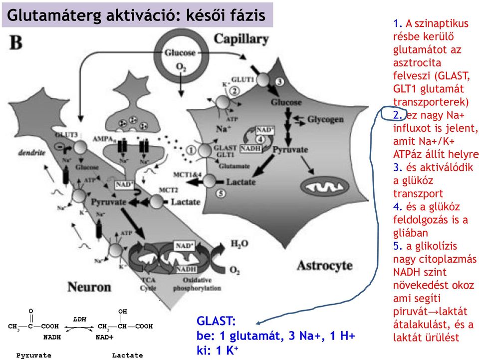 ez nagy Na+ influxot is jelent, amit Na+/K+ ATPáz állít helyre 3. és aktiválódik a glükóz transzport 4.