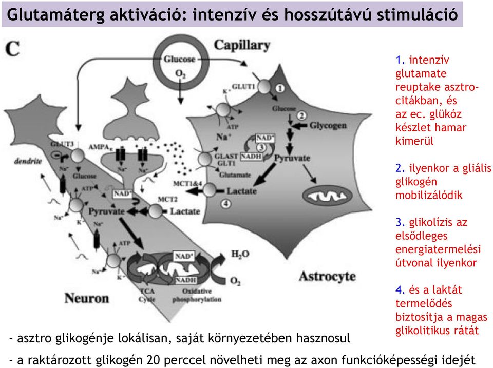 ilyenkor a gliális glikogén mobilizálódik 3. glikolízis az elsődleges energiatermelési útvonal ilyenkor 4.