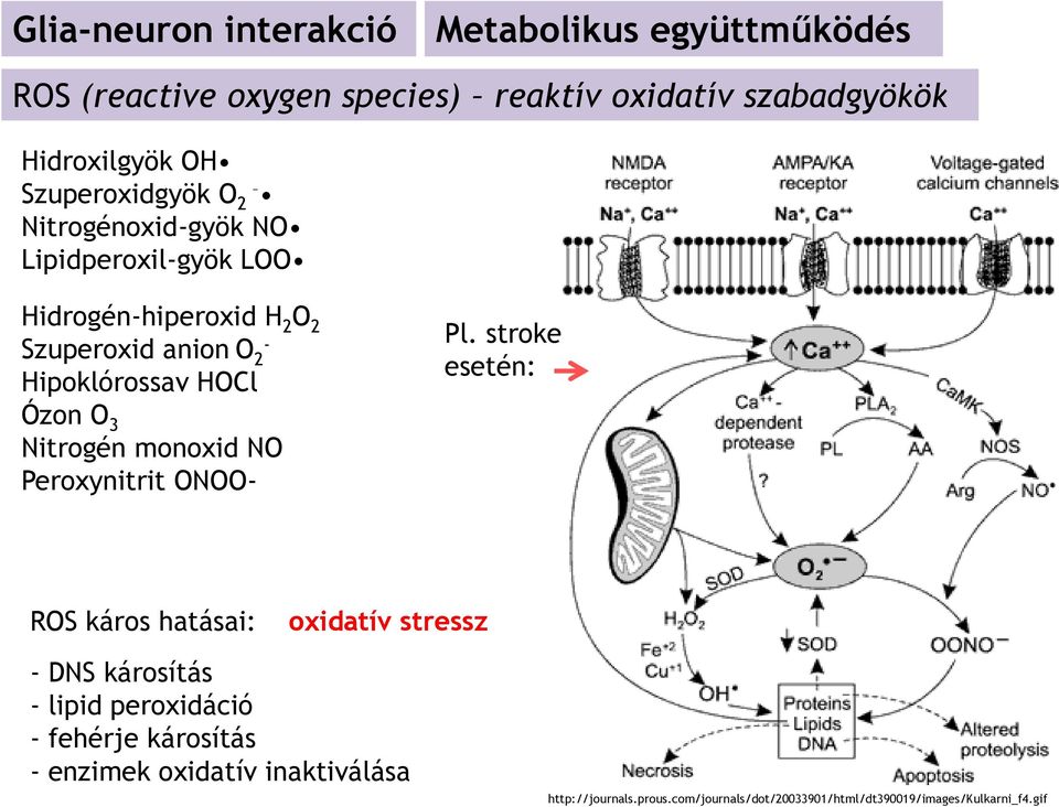 Ózon O 3 Nitrogén monoxid NO Peroxynitrit ONOO- Pl.