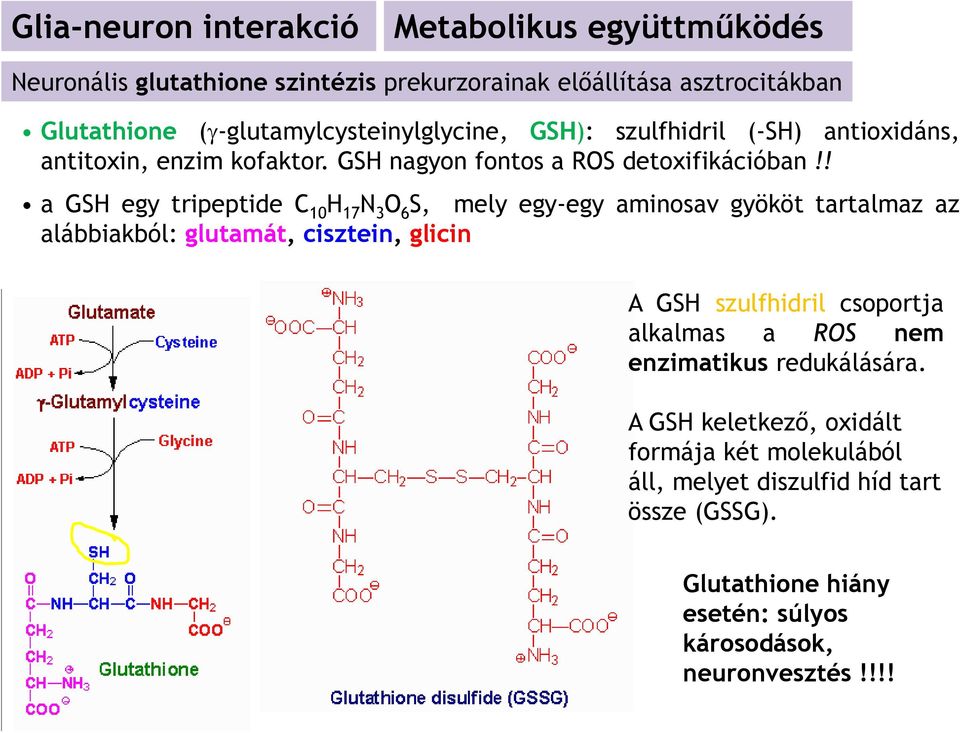 ! a GSH egy tripeptide C 10 H 17 N 3 O 6 S, mely egy-egy aminosav gyököt tartalmaz az alábbiakból: glutamát, cisztein, glicin A GSH szulfhidril csoportja