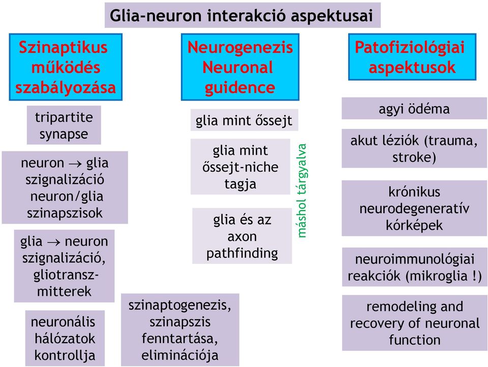 Neurogenezis Neuronal guidence glia mint őssejt glia mint őssejt-niche tagja glia és az axon pathfinding Patofiziológiai aspektusok agyi ödéma