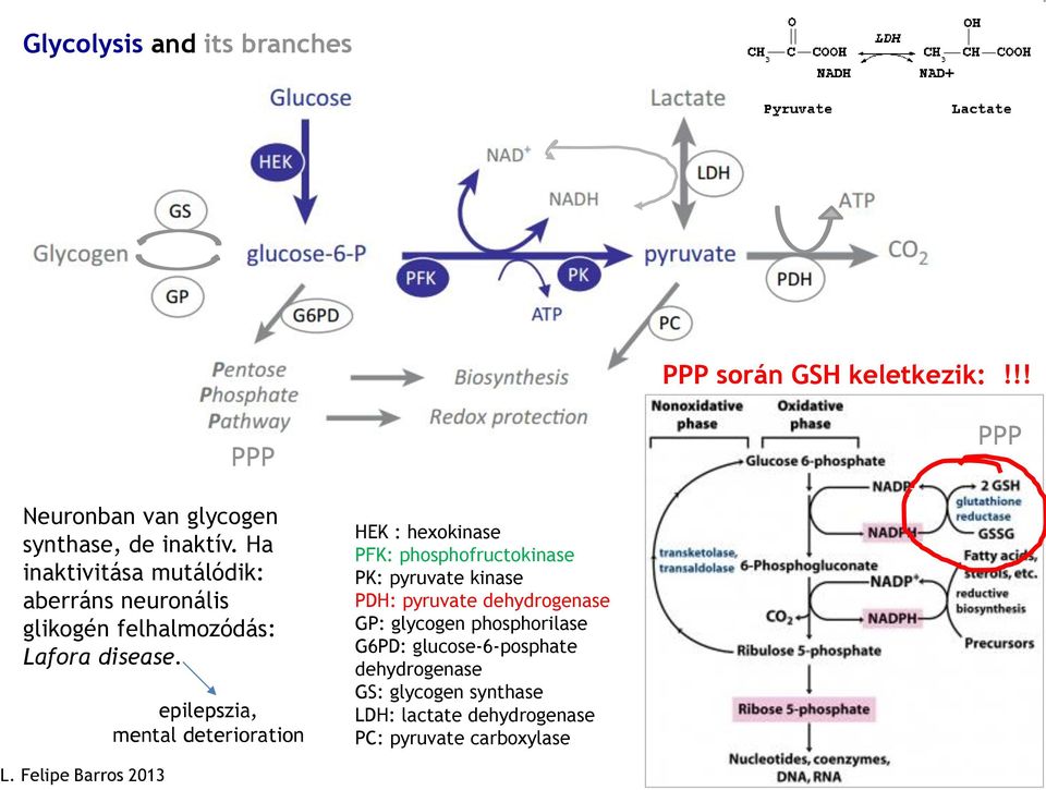 epilepszia, mental deterioration HEK : hexokinase PFK: phosphofructokinase PK: pyruvate kinase PDH: pyruvate