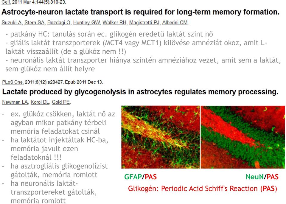 !) - neuronális laktát transzporter hiánya szintén amnéziához vezet, amit sem a laktát, sem glükóz nem állít helyre - ex.