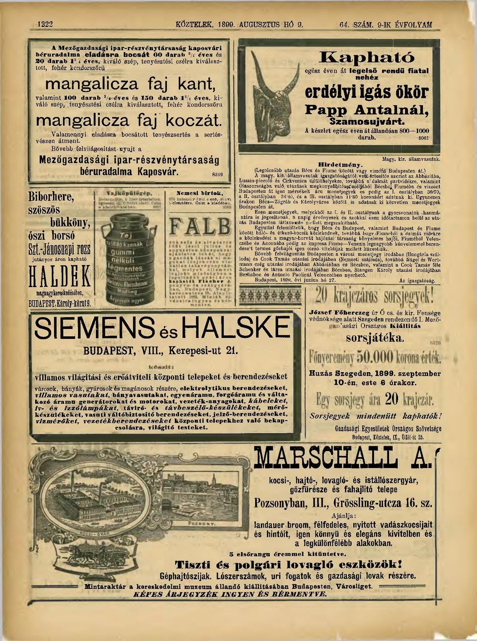 mangalicza faj kant, valamint 100 darab 3 /4 éves és ISO darab l ;i j éves, ki-\ váló szép, feny,é.s?tési' czélra kiválasztott, fehér kondorszőru mangalicza faj koczát.