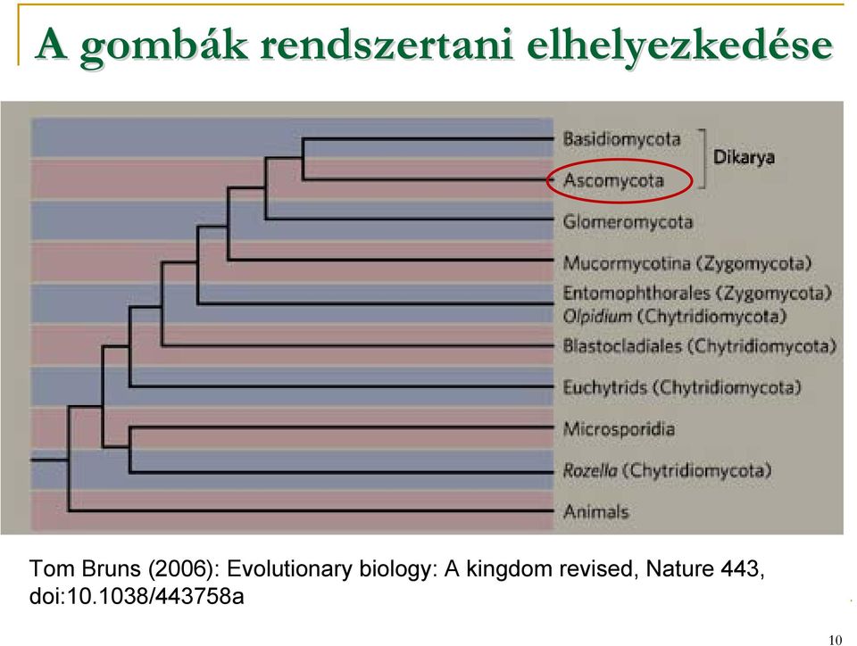 Evolutionary biology: A kingdom