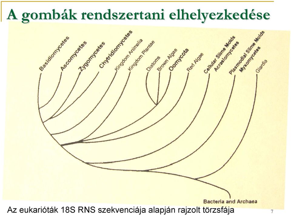 eukarióták 18S RNS