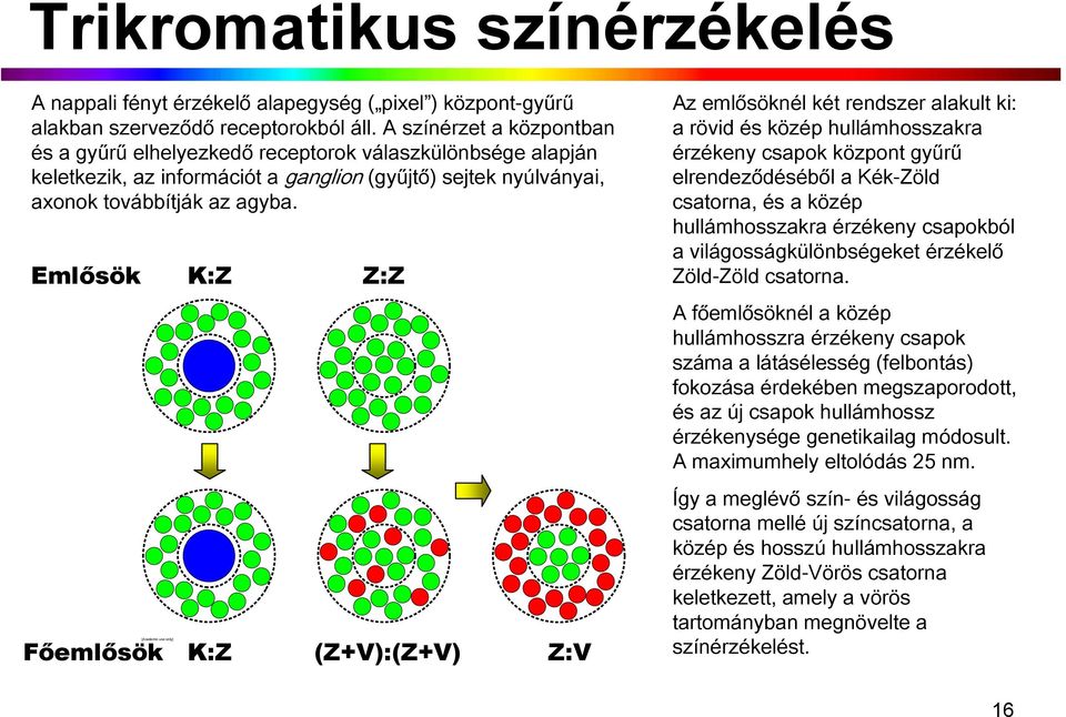 Emlősök Főemlősök [Academic use only] K:Z K:Z Z:Z (Z+V):(Z+V) Z:V Az emlősöknél két rendszer alakult ki: a rövid és közép hullámhosszakra érzékeny csapok központ gyűrű elrendeződéséből a Kék-Zöld