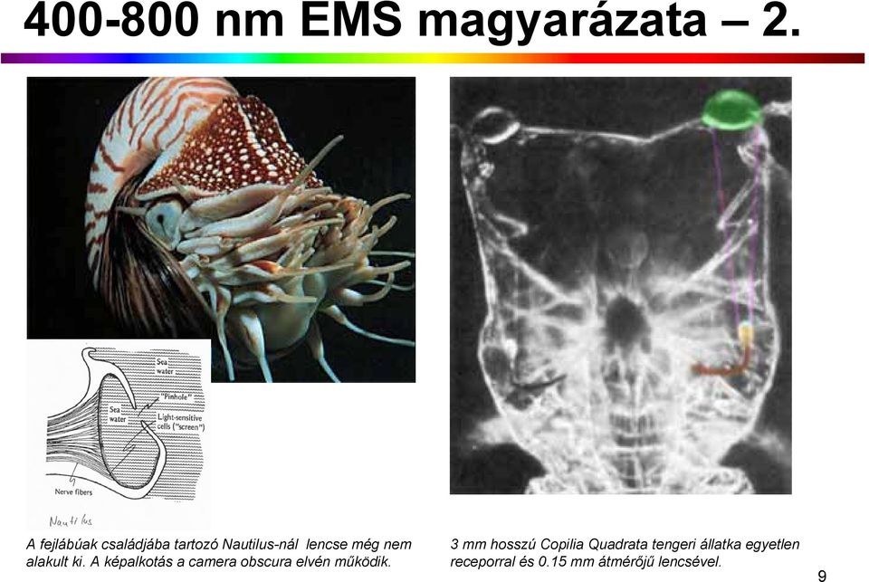 alakult ki. A képalkotás a camera obscura elvén működik.