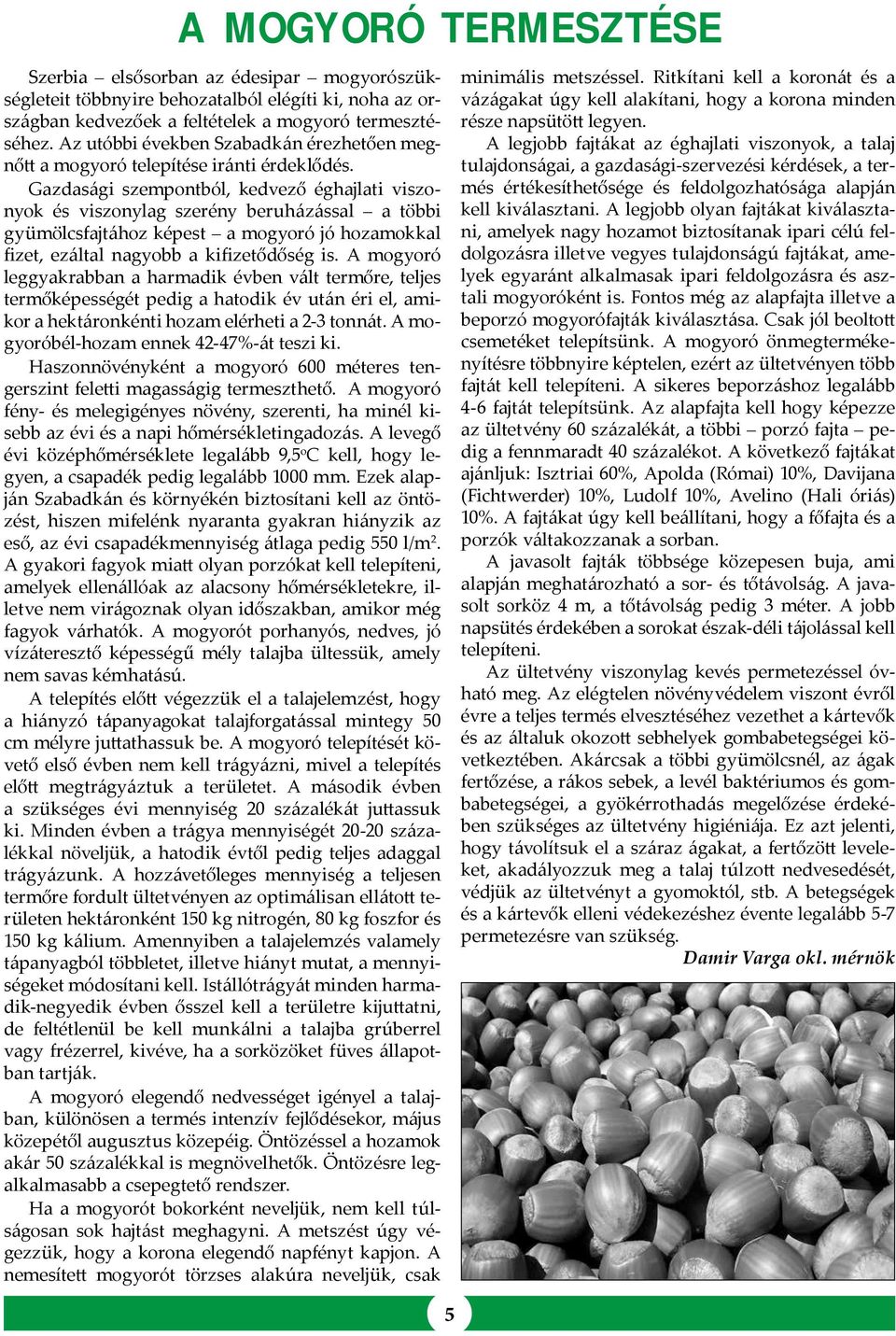Gazdasági szempontból, kedvező éghajlati viszonyok és viszonylag szerény beruházással a többi gyümölcsfajtához képest a mogyoró jó hozamokkal fizet, ezáltal nagyobb a kifizetődőség is.