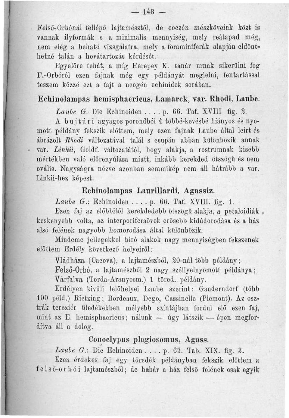 Egyelőre tehát, a míg Herepey K. tanár urnák sikerülni fog F.-Orbóról ezen fajnak még egy példányát meglelni, fentartással teszem közzé ezt a fajt a neogén echinidek sorában.