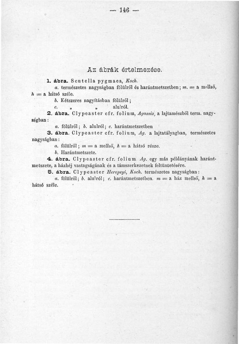 fölülről; m = a mellső, h = a hátsó része. b. Harántmetszete. 4. ábra. Clypeaster cfr. folium, Ag.